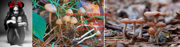 гидропоника Горнозаводск